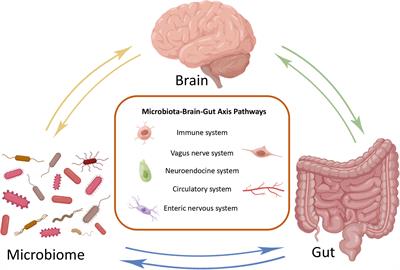 Review of microbiota gut brain axis and innate immunity in inflammatory and infective diseases